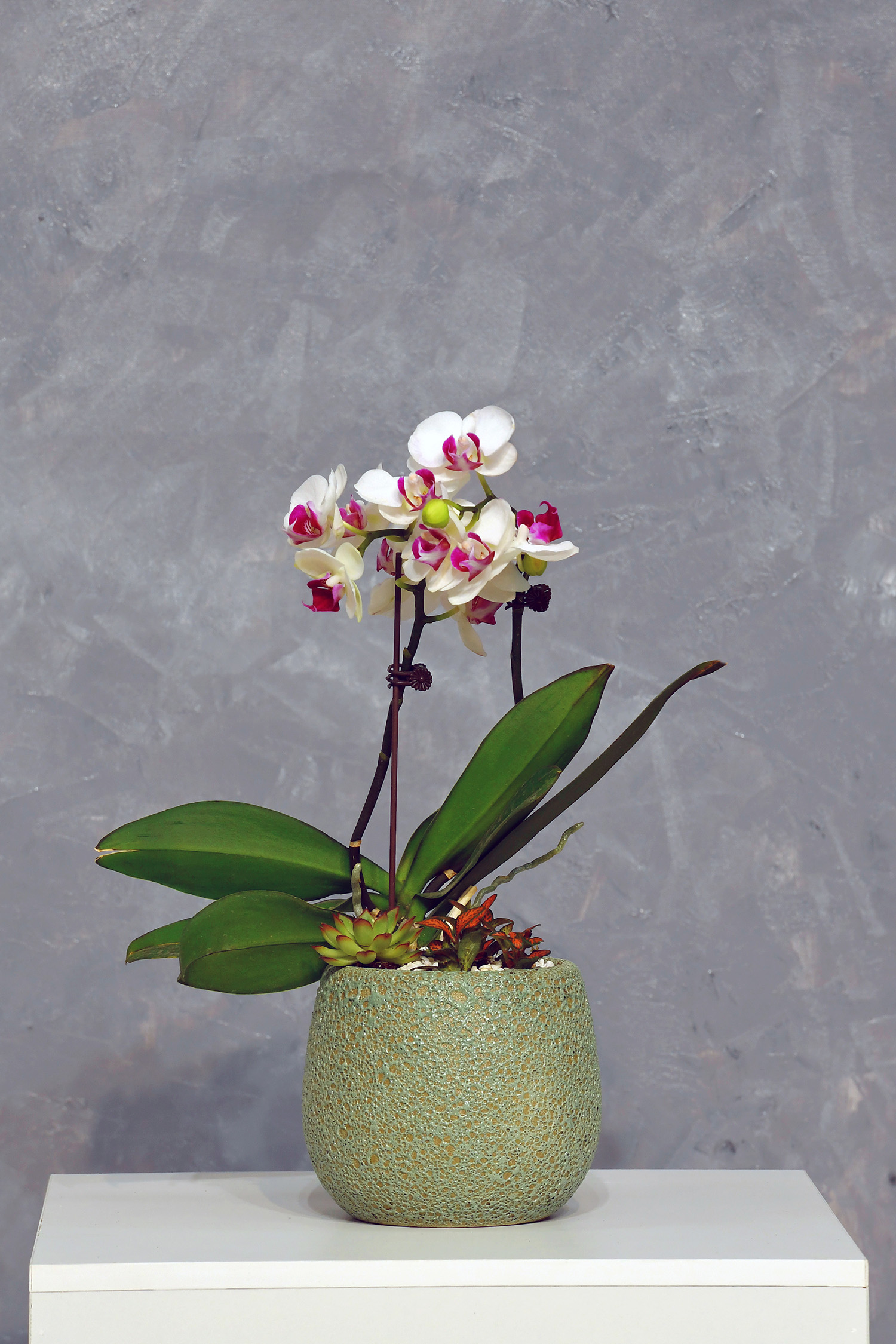 Tiểu cảnh Lan 04
