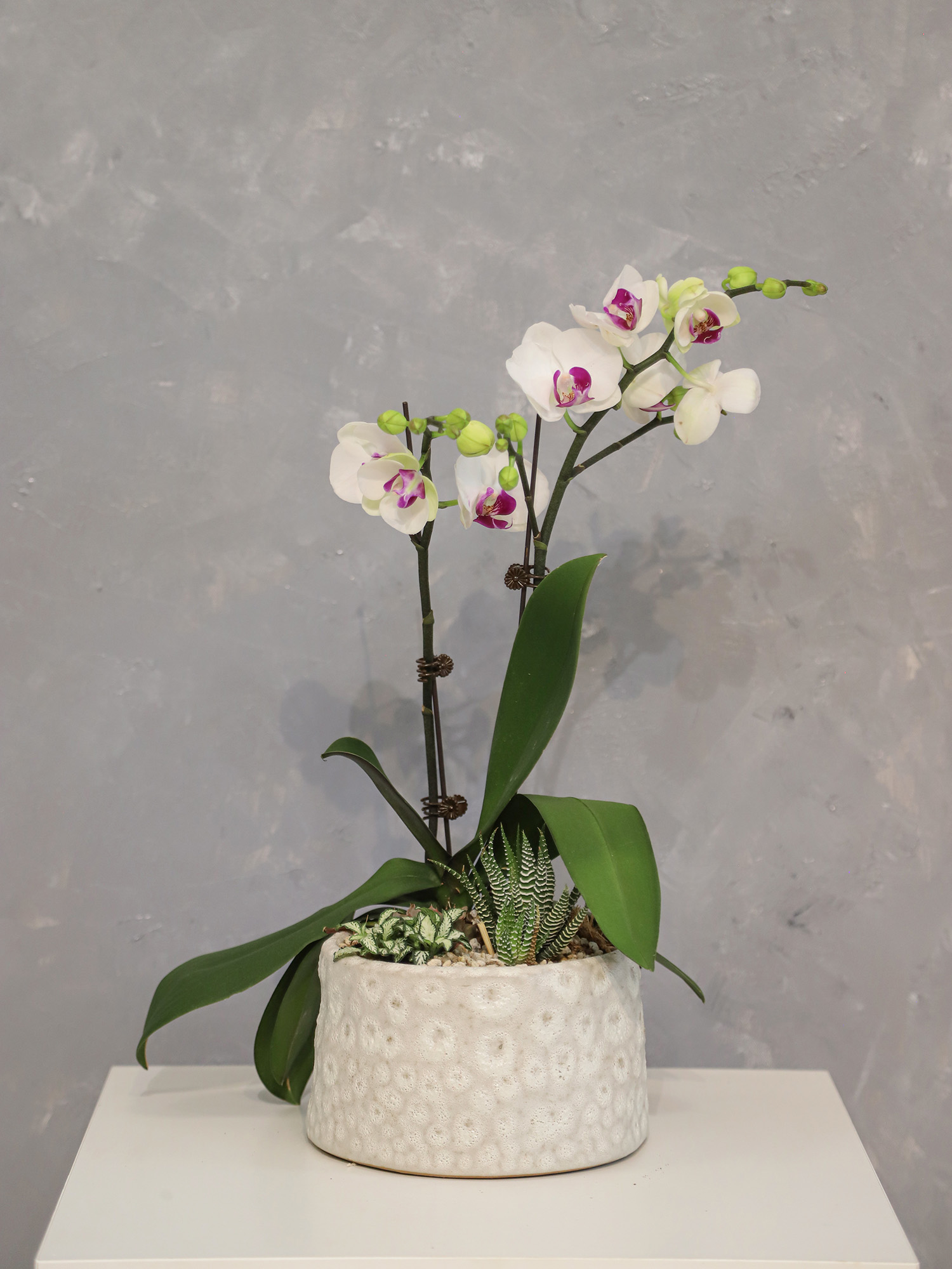 Tiểu cảnh Lan 05