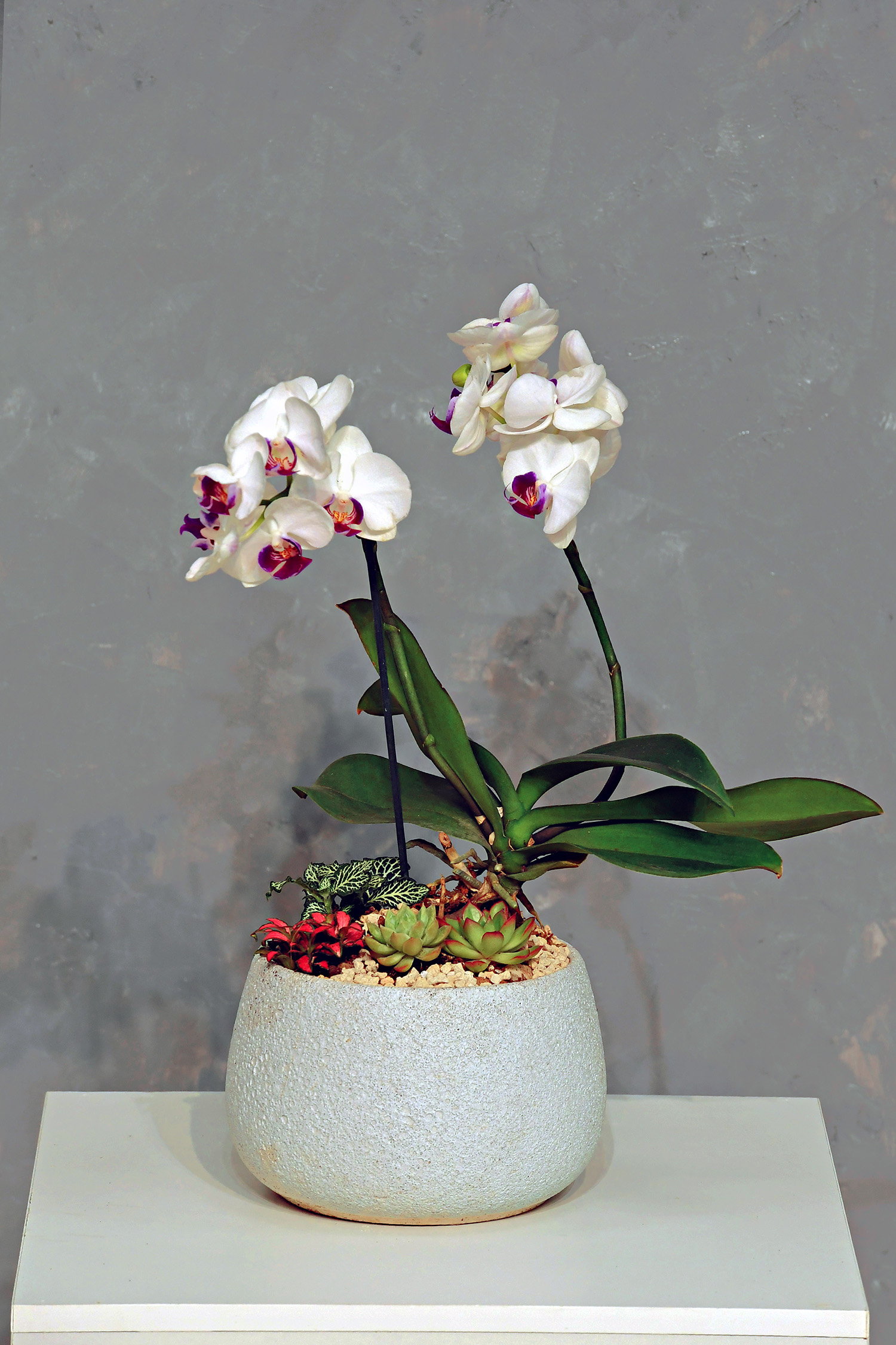 Tiểu cảnh Lan 07