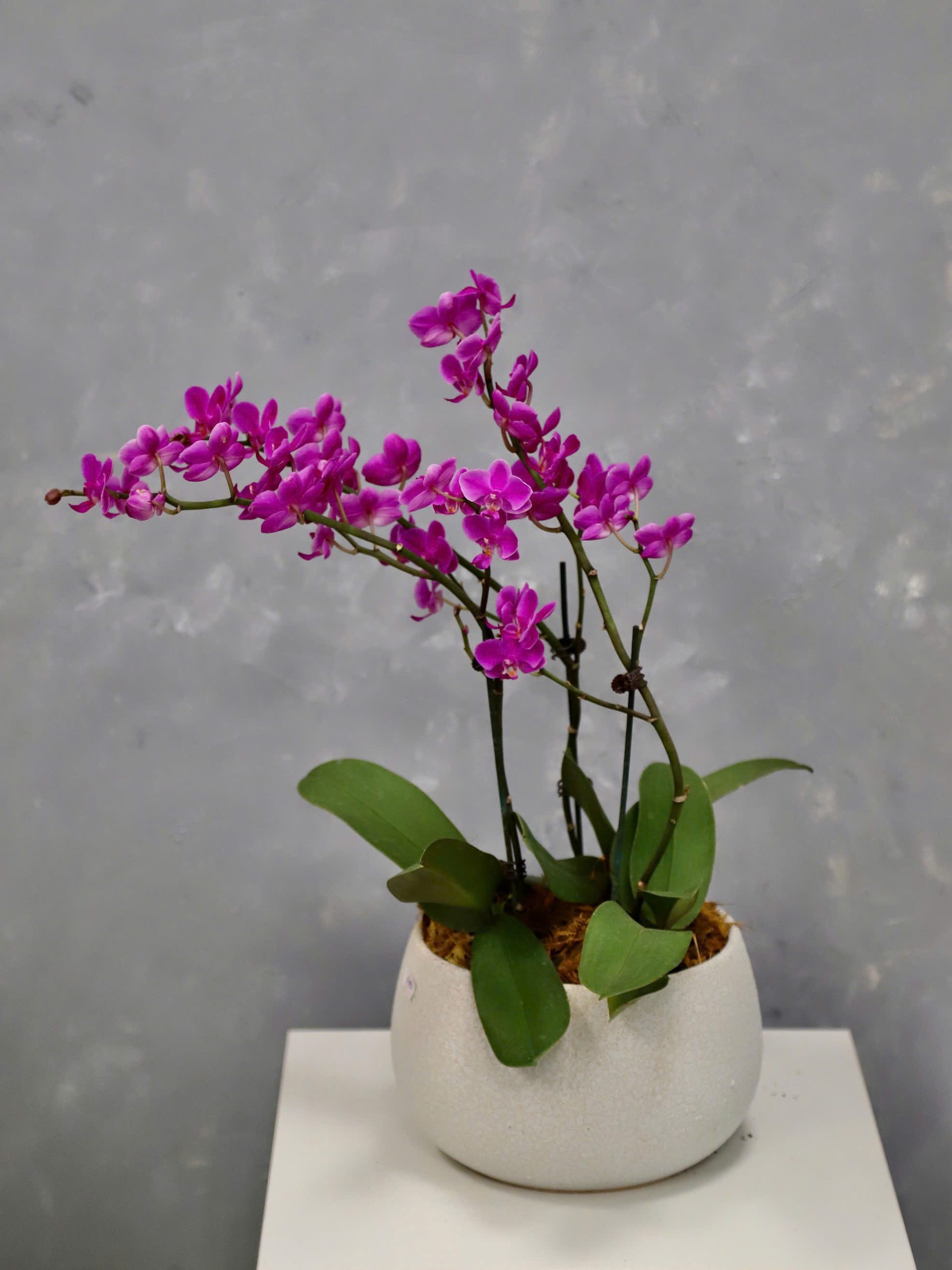 Tiểu cảnh Lan 12
