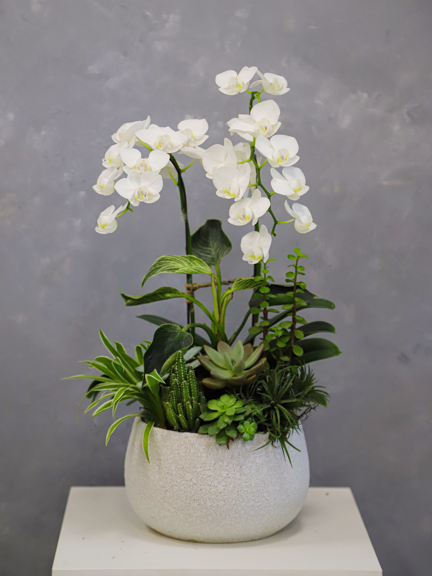 Tiểu cảnh Lan 10