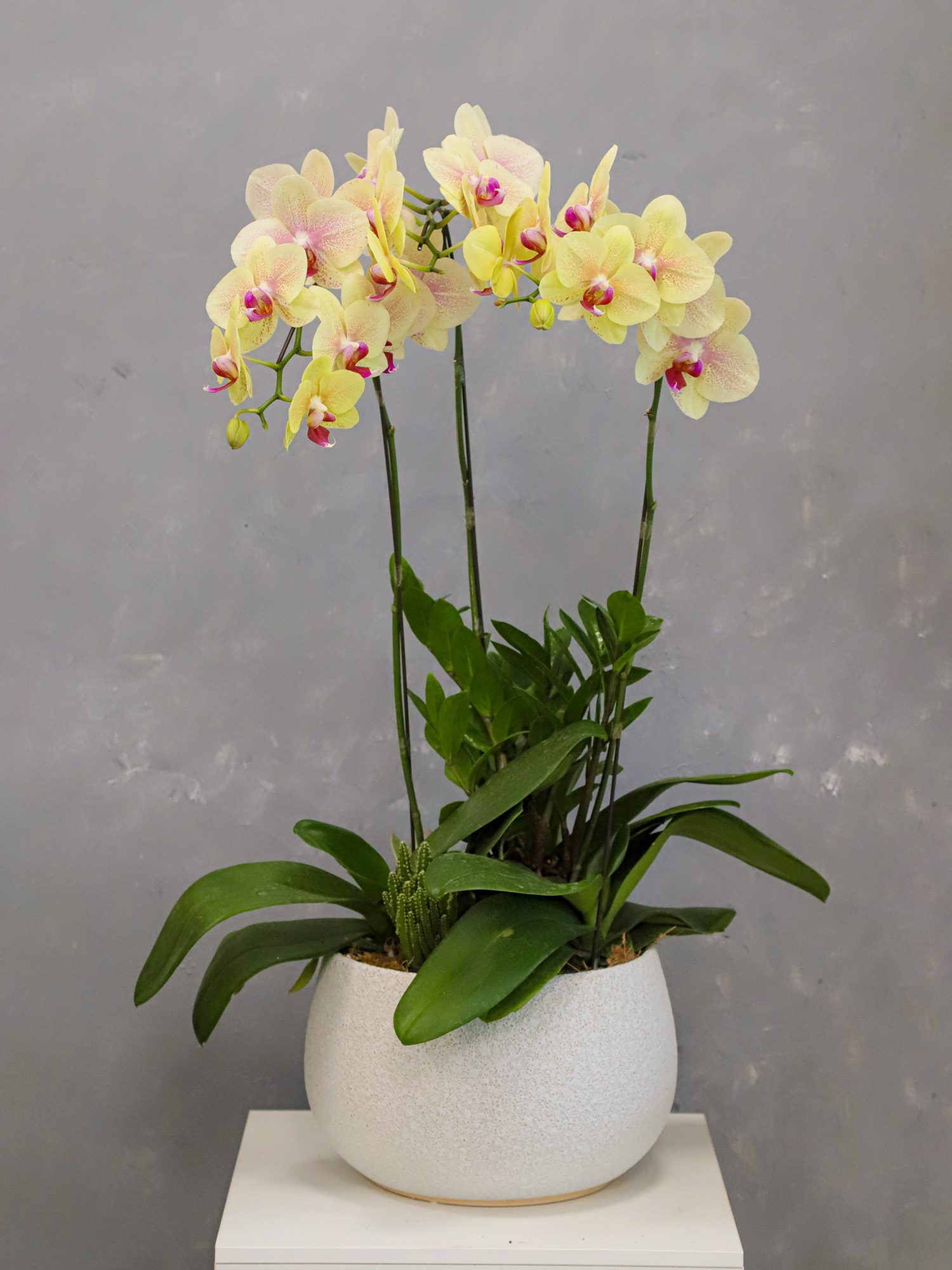 Tiểu cảnh Lan 13