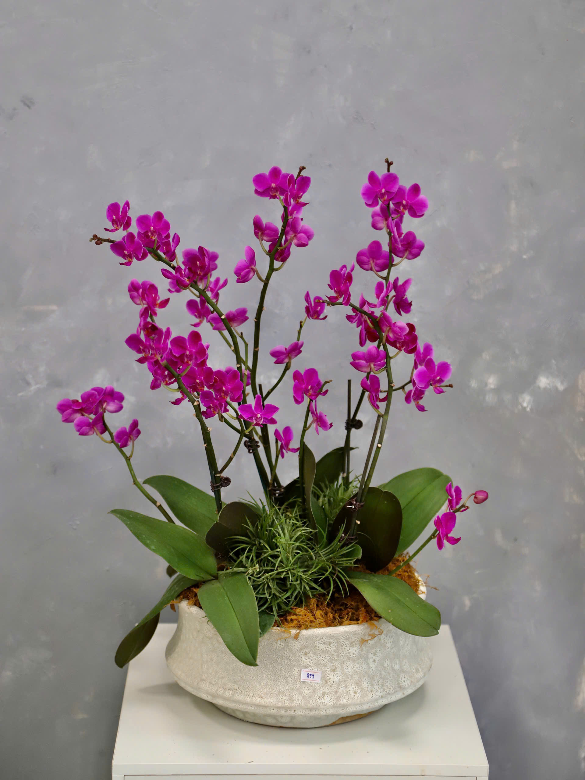 Tiểu cảnh Lan 15