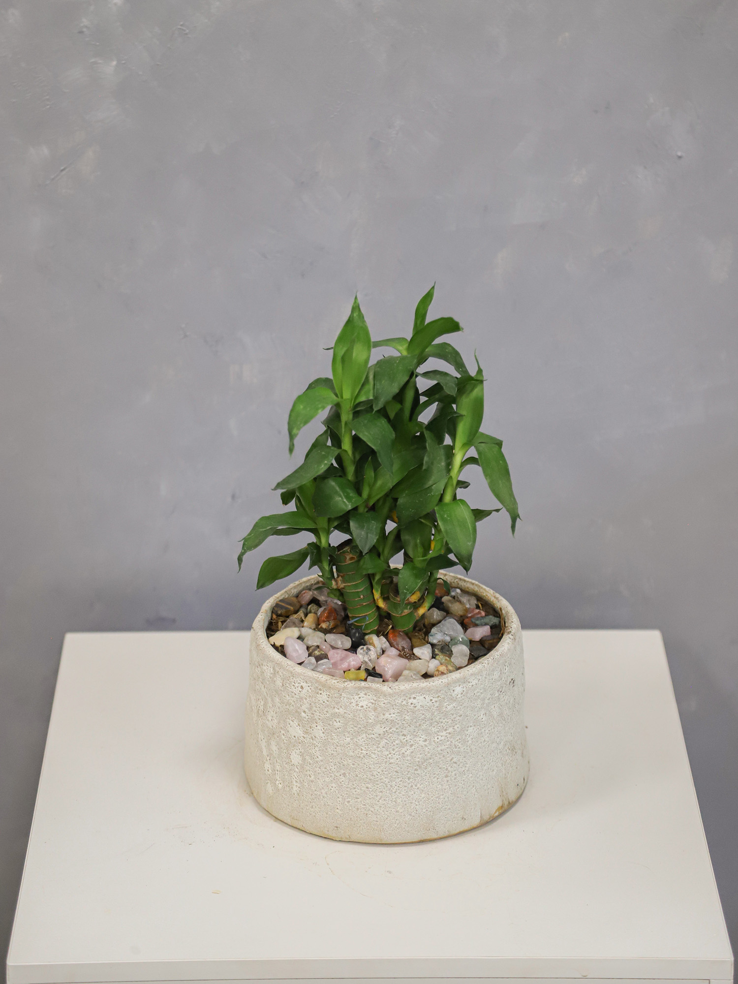 Tiểu cảnh Size 10-01