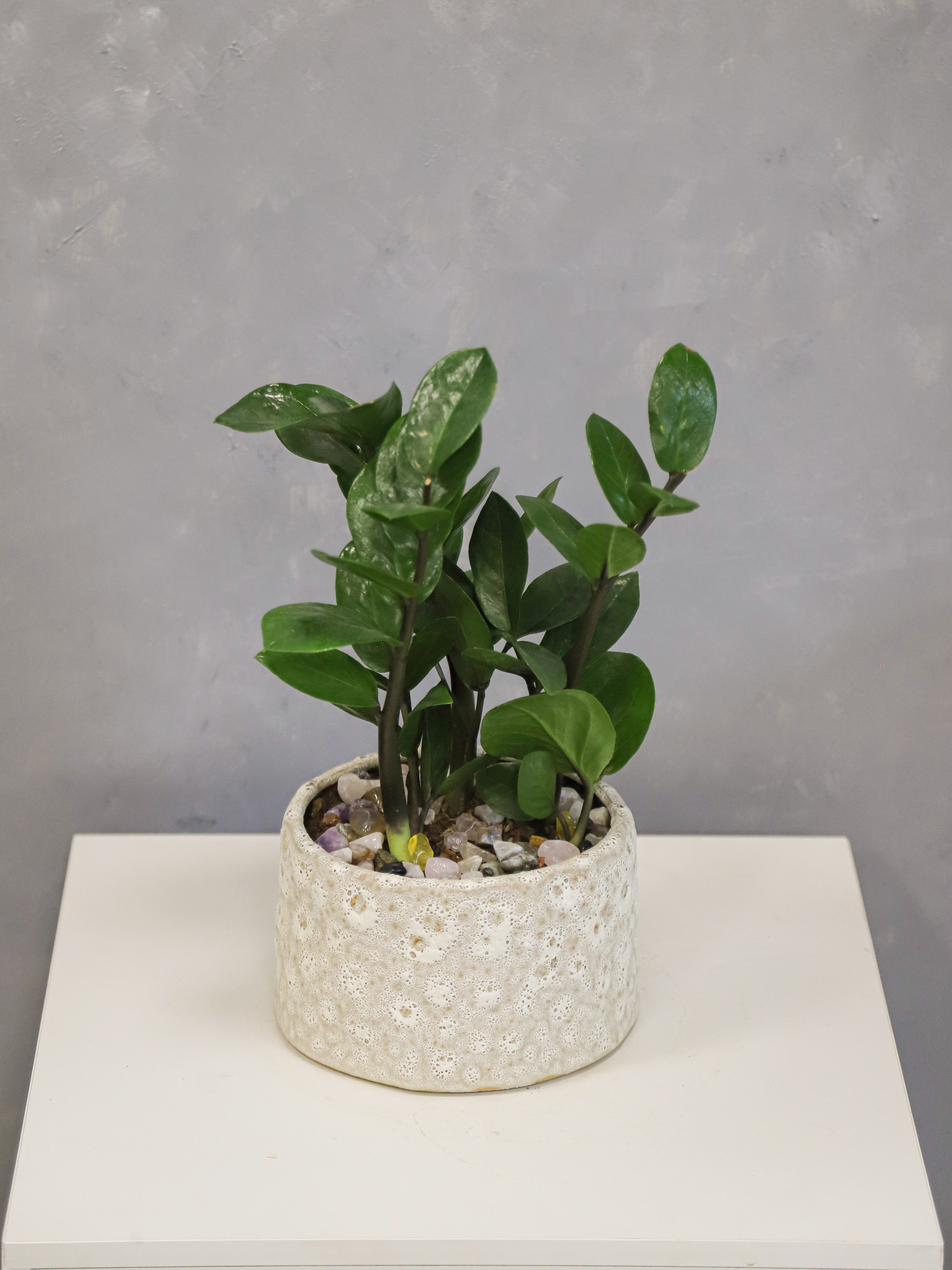 Tiểu cảnh Size 10-14