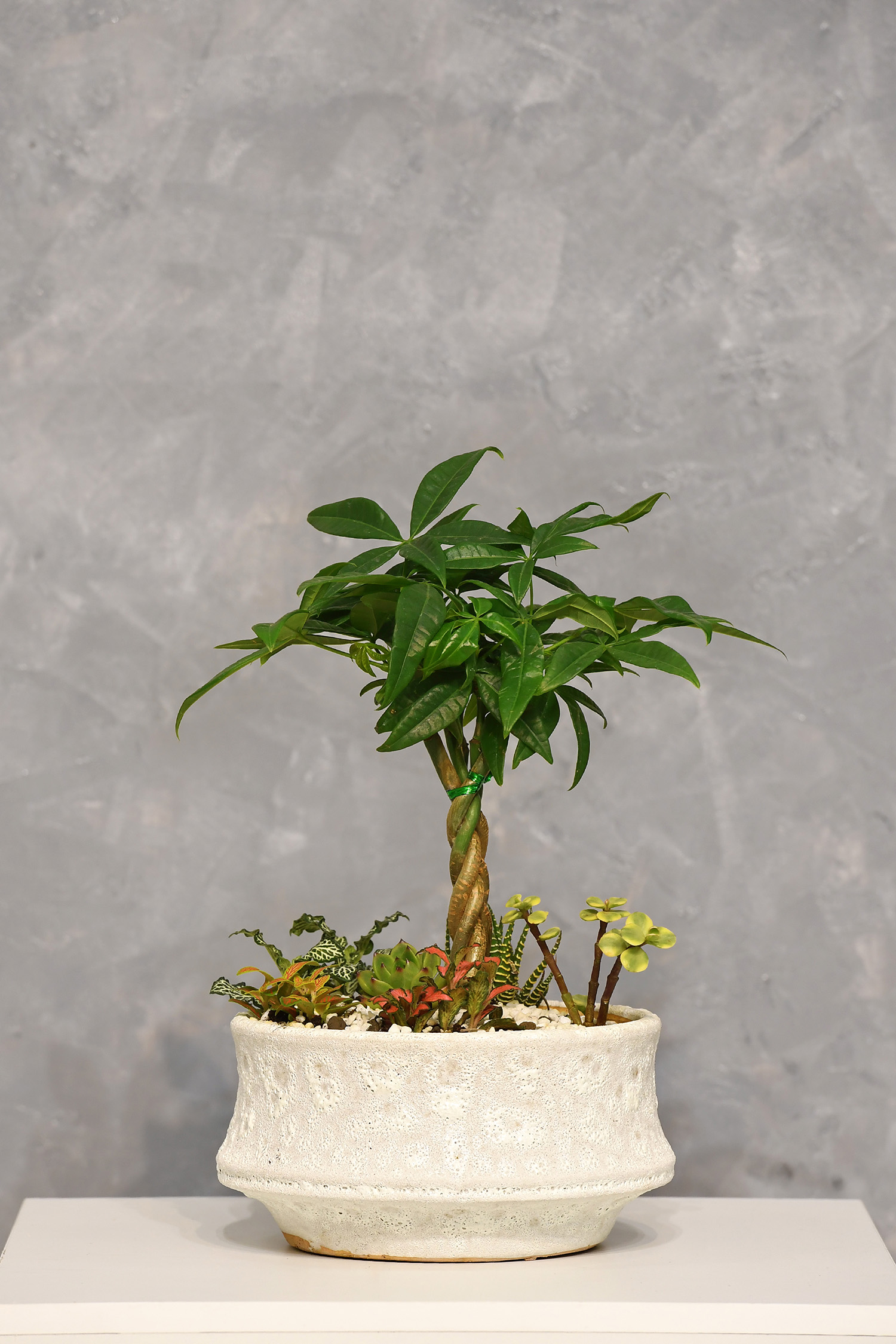 Tiểu cảnh Size 14-02