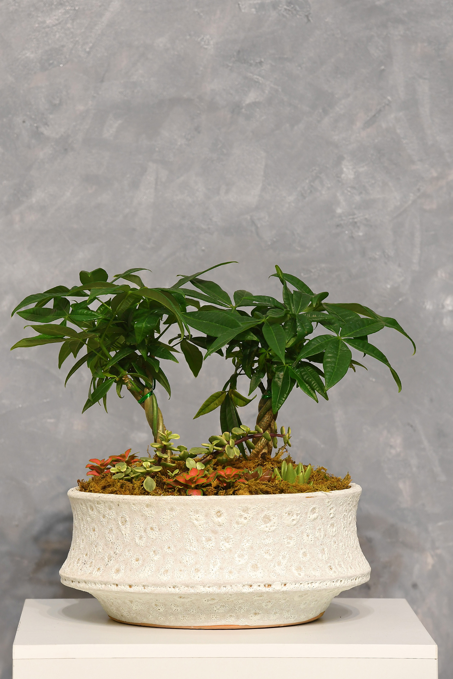 Tiểu cảnh Size 20-02