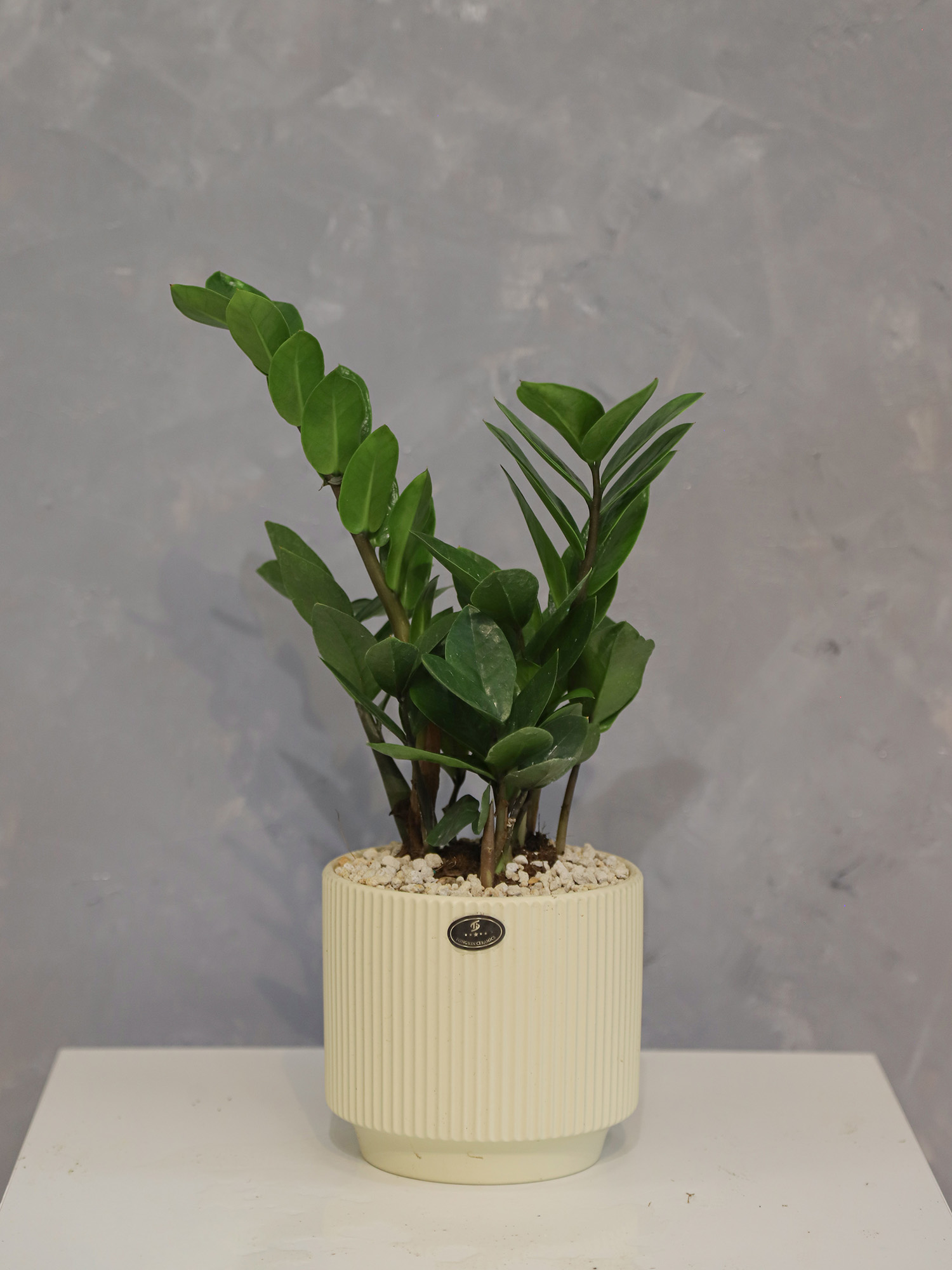 Tiểu cảnh Size 8-01